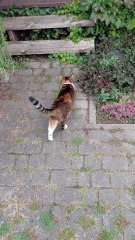 After a Day of Mischief, She Knows Exactly When to Come Home 😻🌅 #cat #shorts #funny #funnycats #cute #fyp #viralcats