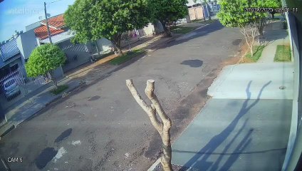 Ema percorre rua do Jardim Modelo e surpreende moradores em Umuarama