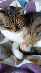 Sweet Dreams, World! 💤🐱 #cat #shorts #cute #funny #funnycats #viralcats #fyp #goodnight