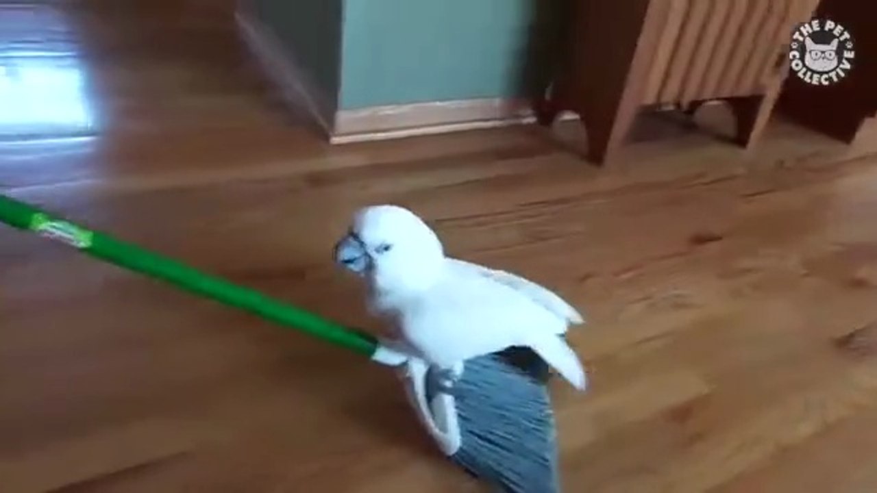 Minutes of FUNNY Pets_"Funniest Animals Ever! 2025 | Animal Comedy Kingdom‫‬