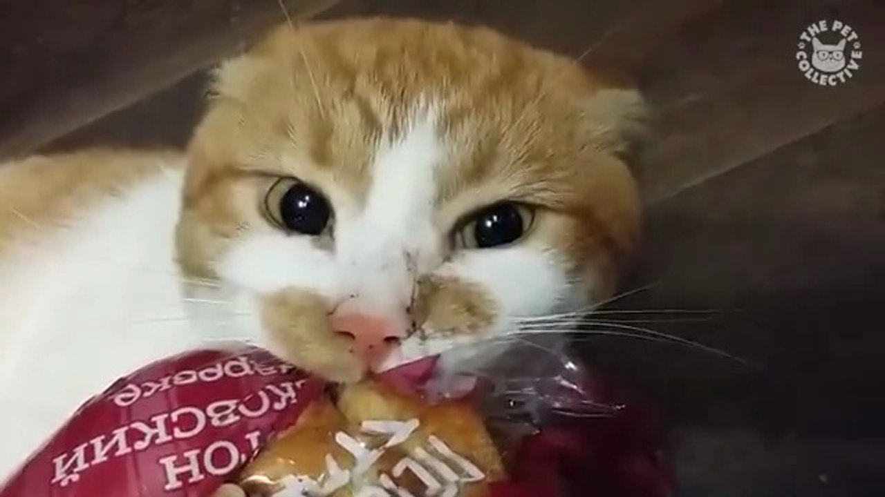 Minutes of FUNNY Pets_"Funniest Animals Ever! 2025 | Animal Comedy Kingdom‫‬