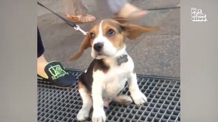 Minutes of FUNNY Pets_"Funniest Animals Ever! 2025 | Animal Comedy Kingdom‫‬