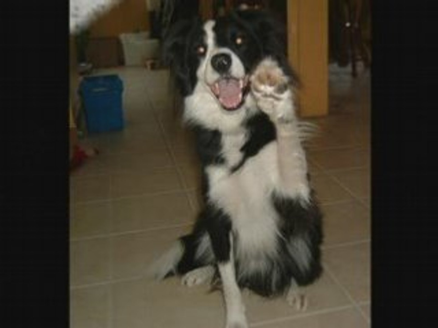 Border Collie Freestyle