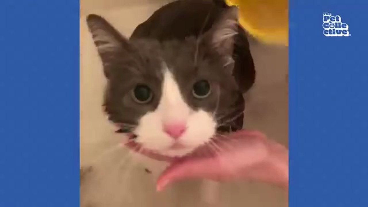 Minutes of FUNNY Pets_"Funniest Animals Ever! 2025 | Animal Comedy Kingdom‫‬