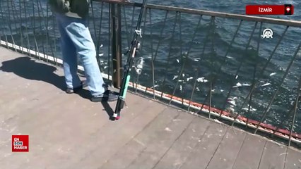 İzmir Körfezi'ndeki balık ölümleri sürüyor