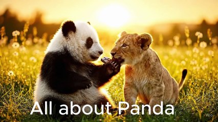 Baby Panda and Lion Cub Share Chocolate | Cutest Friendship Ever 🐼🦁💕🍫