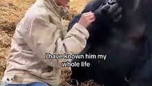 Gorilla & human being