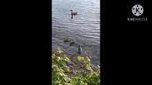 Os animais mais fofos do mundo N•463