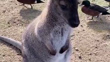 Kangaroo