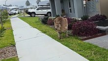Kangaroo diaries only in Australia 🇦🇺