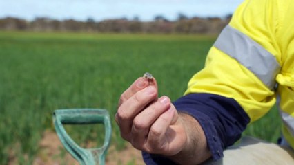 Cockchafer worm wreaking havoc on West Australian grain crops