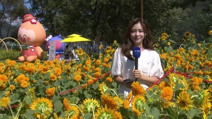 가을 색으로 물든 자라섬...꽃 페스타, 시민 '발길' / YTN