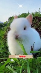 The life of the rabbits  feels light . A beautiful moment #87