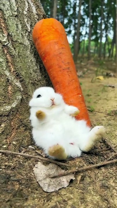 The gentle life of a rabbit . A beautiful moment #89