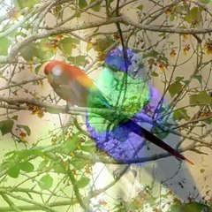 WonderFull Animals & Birds A1-9