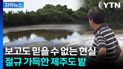 [자막뉴스] '1년을 싹 다 망쳐'...예측불허 직격탄 맞은 제주 농가 / YTN
