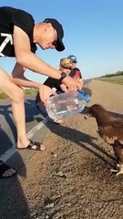 Thirsty Eagle comes to humans for help