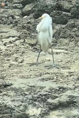 cute animals 🙄cute pets #viral #animals #pets