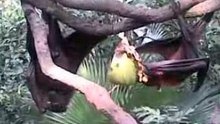 selfish greedy bat