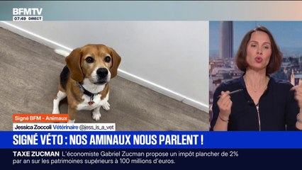 SIGNÉ BFM: comment nos animaux de compagnie communiquent avec nous