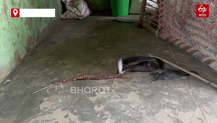 शिकार के जाल में फंसा शिकारी, कोबरा ने निगला गोह, रेस्क्यू करने वाले भी हैरान