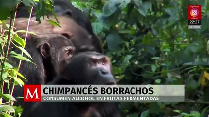 Estudio revela que chimpancés consumen alcohol mediante frutas fermentadas