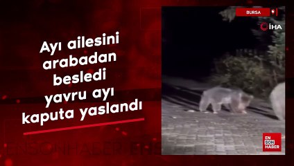 Bursa'da ayı ailesini  arabadan  besledi  yavru ayı  kaputa yaslandı