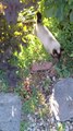 What a jump! My neighbor in action! #cat #funnycats #cute #shorts #animals #viralcats #fyp