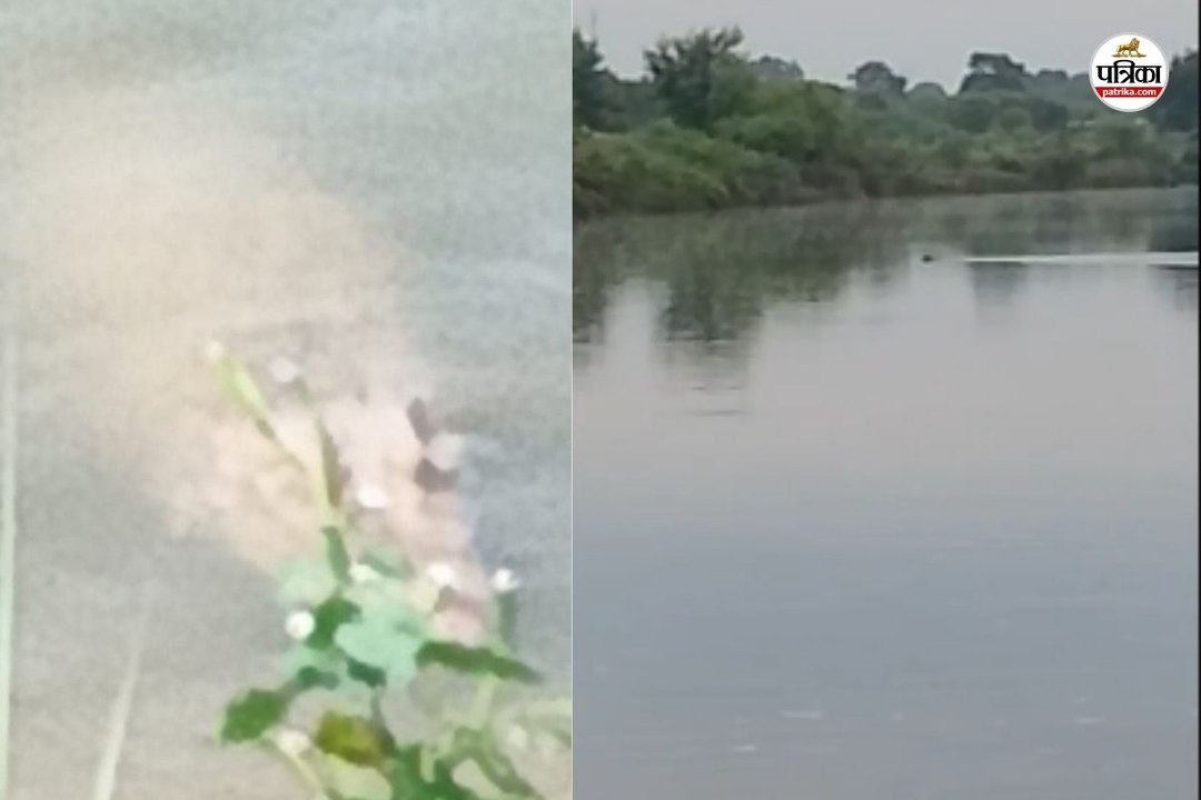 लीलागर नदी में दिखा मगरमच्छ