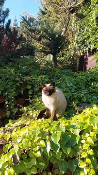 Meet My Beautiful Neighbor - Those Eyes Will Steal Your Heart! 😻💙 #shorts #cat #funnycats #viralcats #fyp #cute #cats
