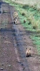 Rare Tiger Behavior Captured | Mother Carrying Baby in the Forest | Nature is Amazing
