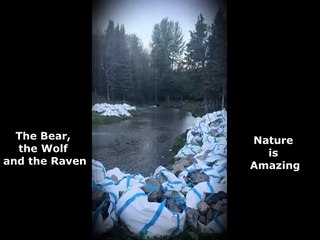 The Bear, the Wolf and the Raven | Rare Wildlife Interaction in the Forest