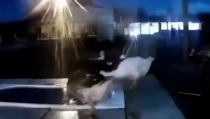 A group of geese witnessed the meteor that fell in Portugal in 2024