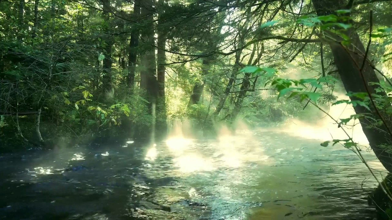 Beautiful Rainforest & Nature Relaxing Green Paradise