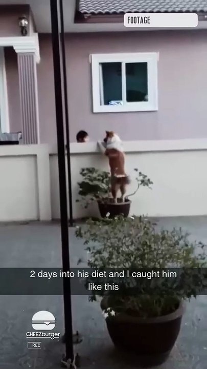 New partners in crime