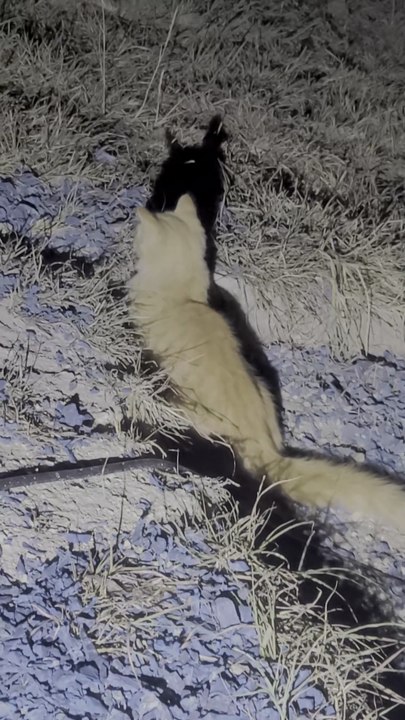 Texas Feral Cats Bring Me Kittens. SIBERIAN KITTEN IN TEXAS