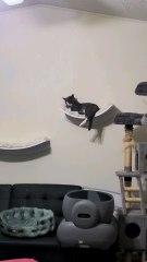 Grey Kittens Big Brother On Cat Wall Hammock