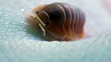 A very hungry tiny crustacean... Eating me
