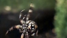 spider making his web