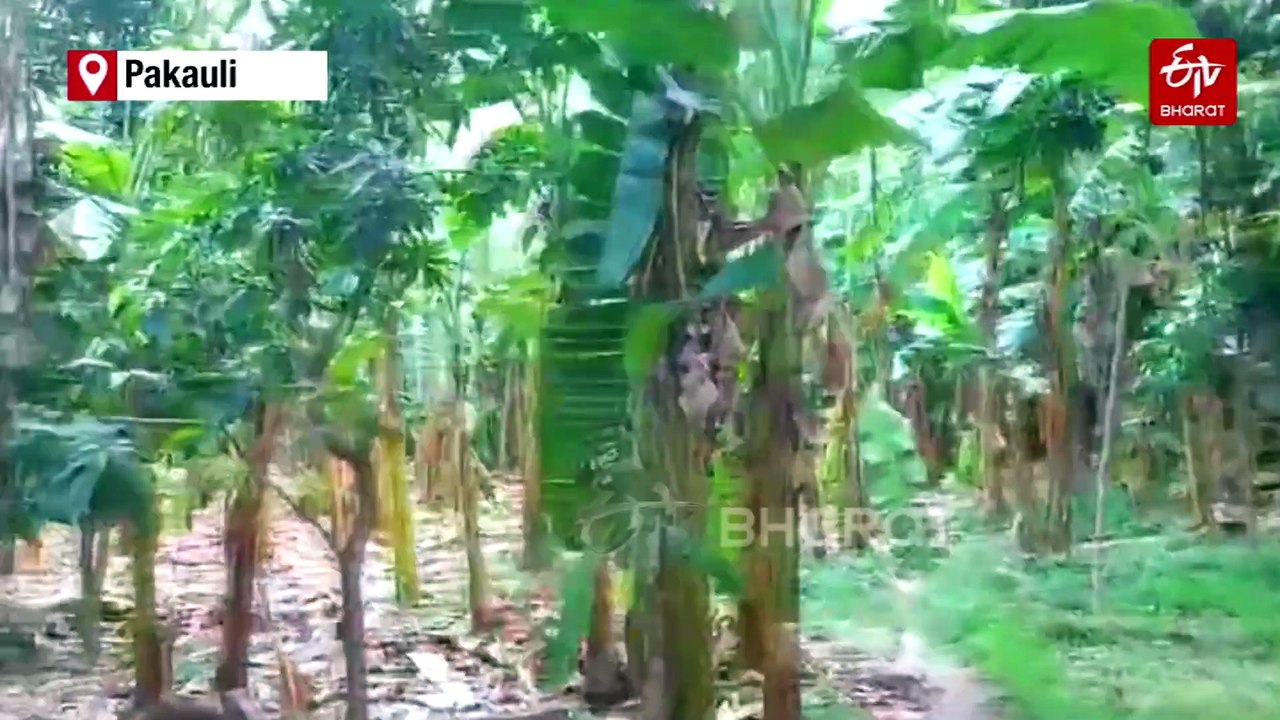 Bihar Village Celebrates Birth Of Daughters By Planting Sandalwood Trees