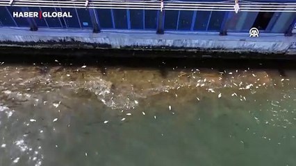 İzmir Körfezi'nde acı tablo: Çok sayıda balık ölümü gerçekleşmeye devam ediyor