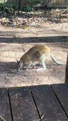Kangaroo diaries only in Australia 🇦🇺