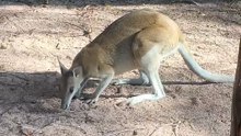 Kangaroo diaries only in Australia 🇦🇺