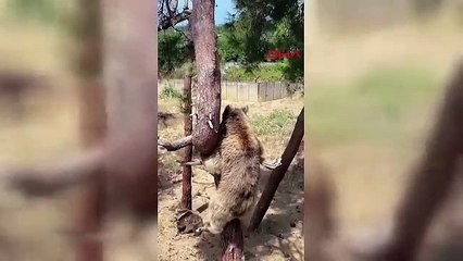 Bursa'da bozayıların keyifli anları!