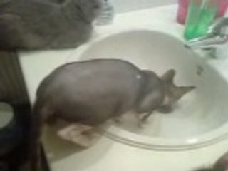 Les chats dans la salle de bain!