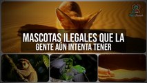 Las Mascotas ILEGALES más Sorprendentes que la Gente Tiene