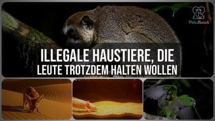 Diese Haustiere sind VERBOTEN (und werden trotzdem gehalten)