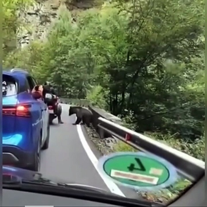 Daş Düşebülü!