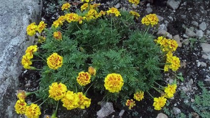 Tangerine Dream - Mothers of Rain