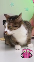 Our cat chose who he loves most 🐱❤️#catlover #funnypets #comedy